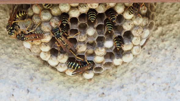 A macro of a small wasp nest