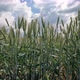 Spikelets of Green Wheat on a Background of Cloudy Sky - VideoHive Item for Sale