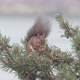 Squirrel - VideoHive Item for Sale