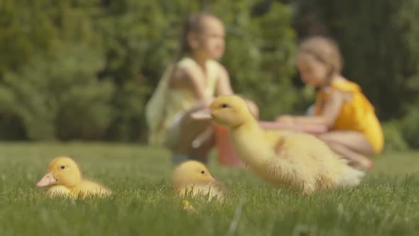 Baby Ducks Cleaning Feather at Front As Blurred Caucasian Girls Playing at the Background alt