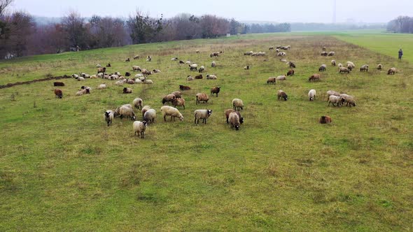 Pasture with fluffy domestic animals. alt