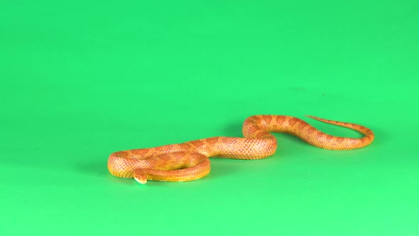 Tiger Python Molurus Bivittatus Morph Albine Burmese on a Green Background Screen alt