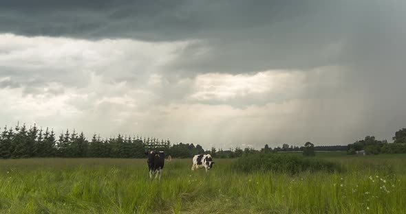 Timelapse of Cows Grazing in a Field with a Stormy Gray Sky