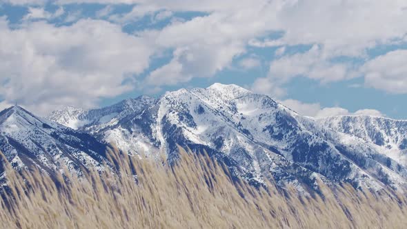 Snow capped mountains past grass reeds blowing in the wind alt