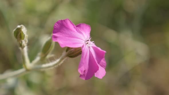 Beautiful Rose Campion pink color flower 4K 2160p 30fps UltraHD footage - Lychnis coronaria plant in alt