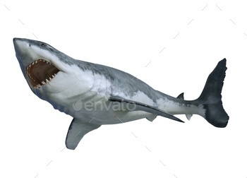 Shark isolated on white background. Great White Shark Attack.
