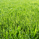 green grass texture - PhotoDune Item for Sale