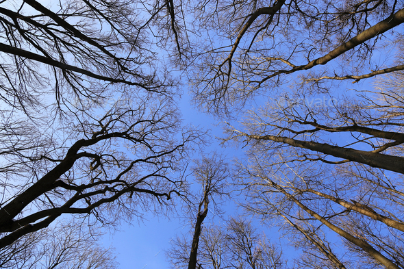 Branches of bare trees on a blue sky background Stock Photo by didesign
