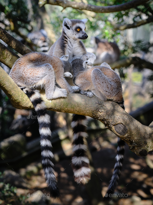 Lemur mother nurses its two young at once on the tree
