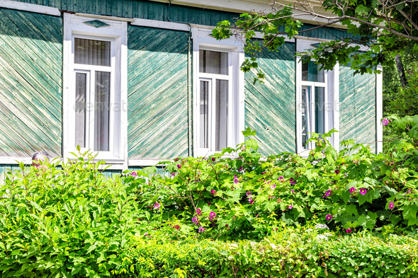country wooden house, sheathed with wooden boards, painted with blue or green paint. paint peeled