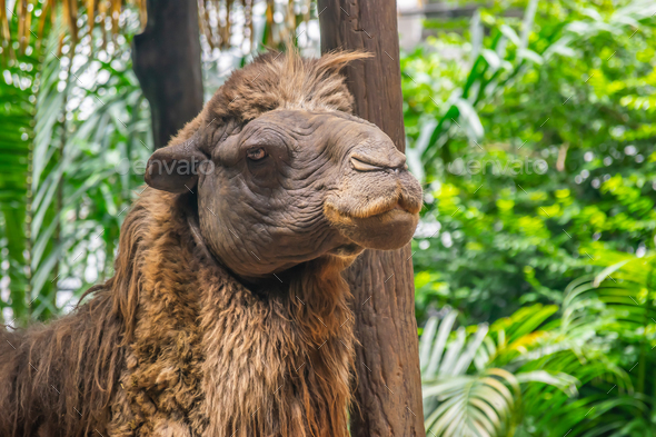 Bactrian camel or Camelus ferus Stock Photo by sitthipongp | PhotoDune