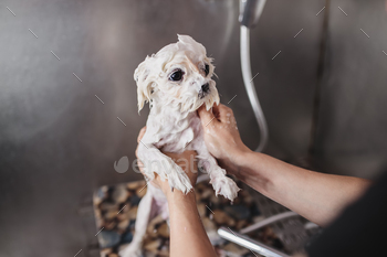 Maltese dog grooming. Haircut dog. Helping animals.