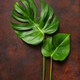 monstera leaf tropical plant on dark background - PhotoDune Item for Sale