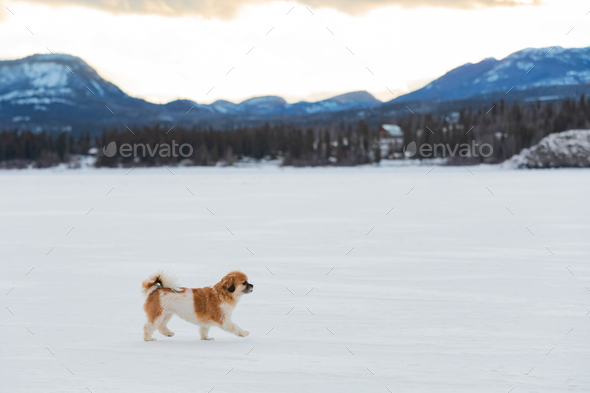 Happy Cavalier King Charles Spaniel Dog Walking
