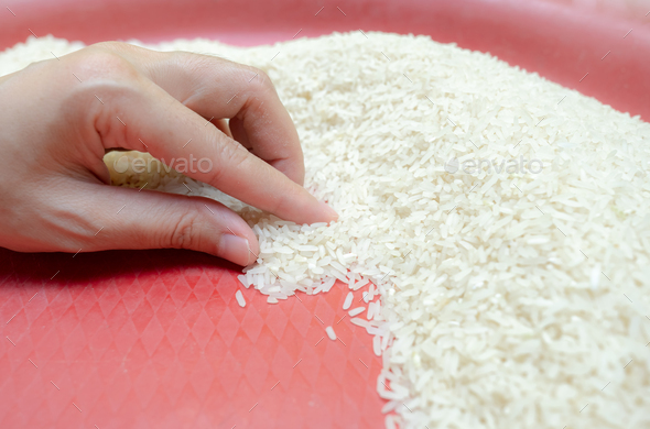 Woman hand holding rice in plastic tray. Uncooked milled white rice. Rice price in world market.
