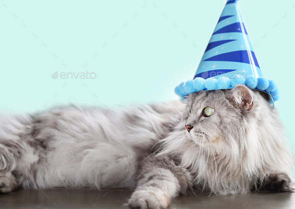 Grey fluffy cat with birthday hat on mint green background greeting card