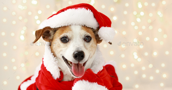 christmas dog as santa Stock Photo by Demkat | PhotoDune