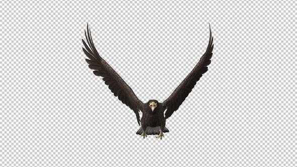 Eurasian White-tailed Eagle - Flying Transition IV