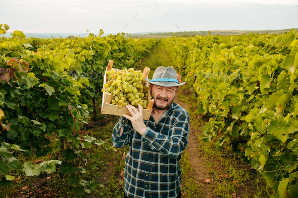 elder male farmer winegrower hold lift box of grapes on shoulder great harvest, smiling