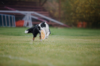 Dog frisbee. Dog catching flying disk in jump, pet playing outdoors in a park. Sporting event, achie