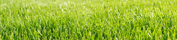 Close-up green grass, natural greenery background texture of lawn garden. Ideal concept used for mak
