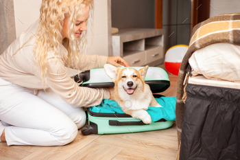 woman Puts corgi dog, puppy, into suitcase. Preparation for trip, arrival at hotel, adventure, tour