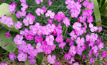 Beautiful pink flowers of carnation