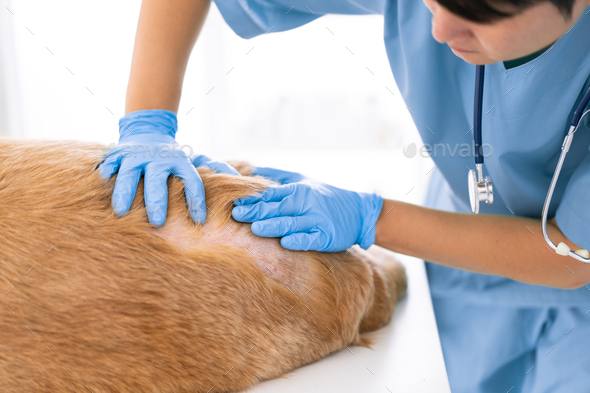 Unidentified veterinarian exam the dog skin problem in hospital or veterinary clinic.