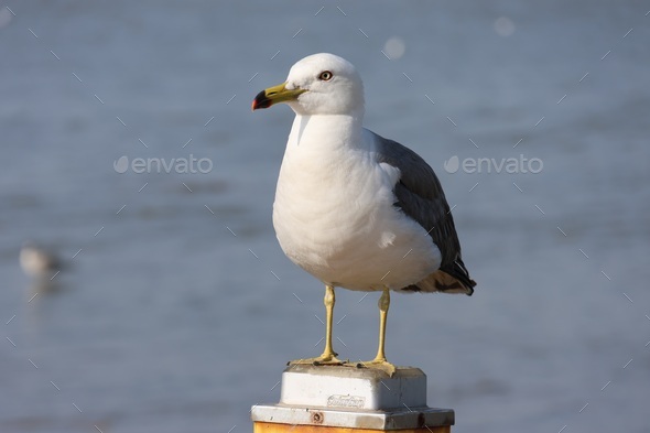 Resting seagull - Stock Photo - Images