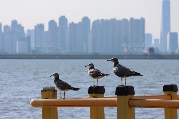 3 seagulls looking at the same place - Stock Photo - Images
