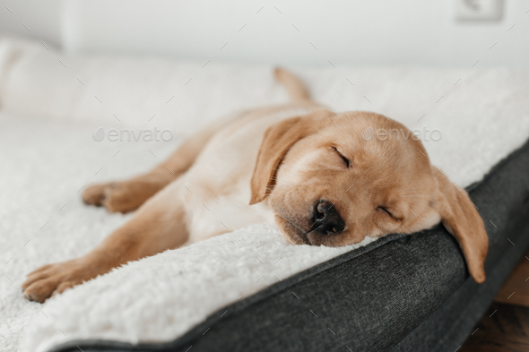 A cute beige Labrador Retriever puppy sleeps on a couch, hanging his muzzle. Funny pets.
