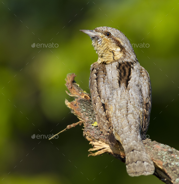 Eurasian wryneck, Jynx torquilla. A bird sits on a branch, close-up - Stock Photo - Images