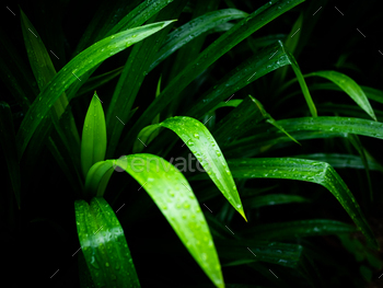 Fresh Green Pandan leaf on dark black background