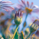 Beautiful Daisy Flower Field - PhotoDune Item for Sale
