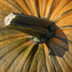 Pumpkin stem close up full frame - PhotoDune Item for Sale