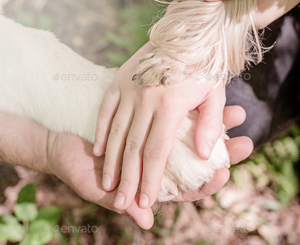 Hands and paws of all family members. Father, mother, daughter and dog are taking hands together