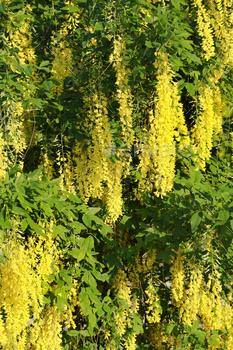 Beautiful bright yellow flowers of wisteria
