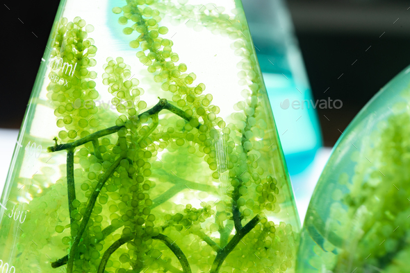 green algae nature background, water sea plant research in environment science laboratory