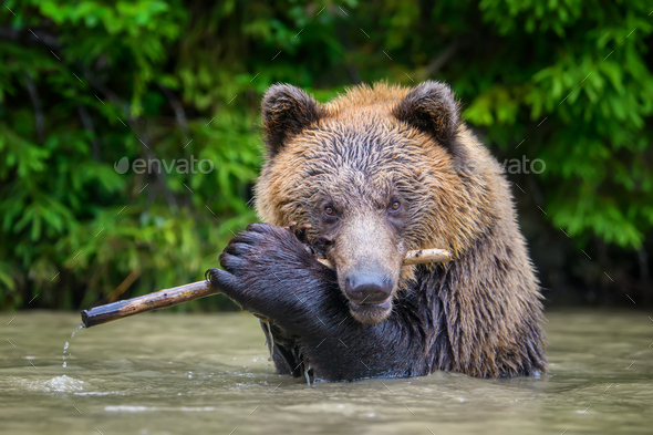Wild Brown Bear (Ursus Arctos) on playing pond with branch in the forest