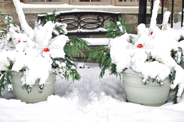 Large planters decorated for Christmas in front of house