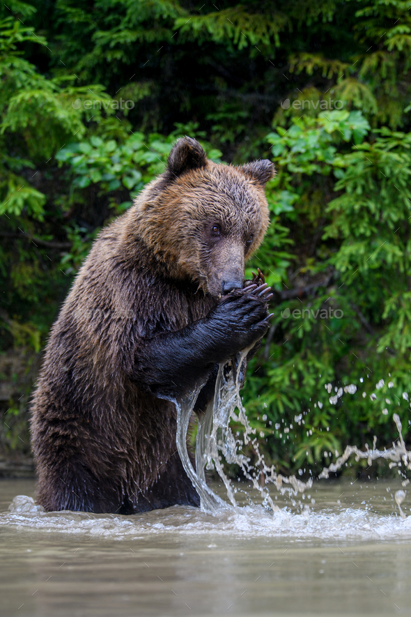 Wild Brown Bear (Ursus Arctos) on playing pond in the forest