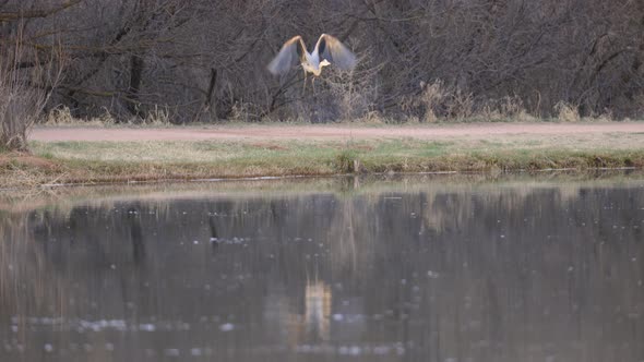 Great Blue Heron Takes Flight From Shore of Lake Slow Motion