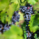 Vine with black grapes on vineyard - PhotoDune Item for Sale