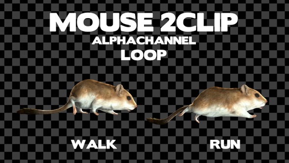 Mouse 2CLip Loop Alpha
