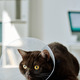 Cat in medical collar at vet clinic - PhotoDune Item for Sale