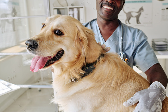 Vet doctor caring about retriever