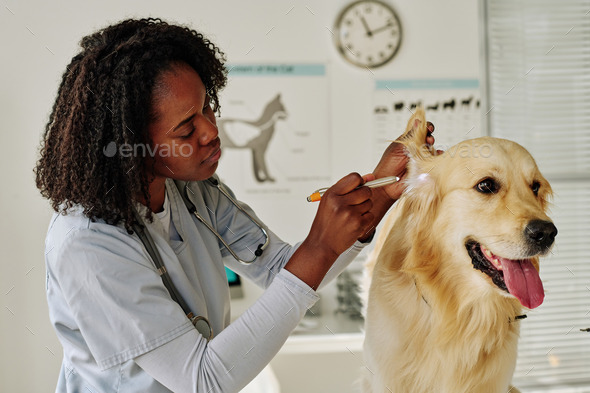 Vet doctor examining dog at office