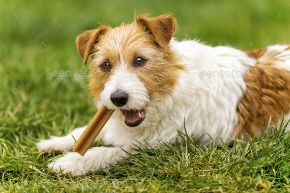 Healthy puppy chewing a dog treat, pet dental care concept