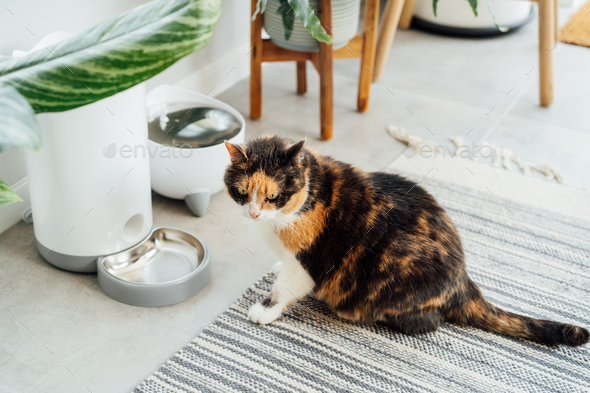 Pleased, well-fed multicolor cat lying near smart feeder gadget with water fountain and dry food