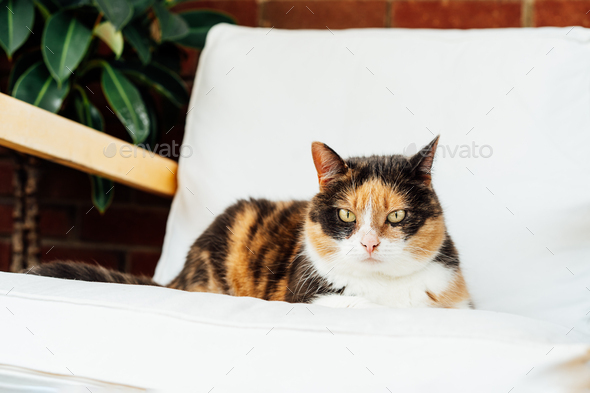 Portrait of pleased, well-fed multicolor cat laying on the arm chair and relaxing at home.